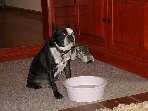 Boston Bulldog