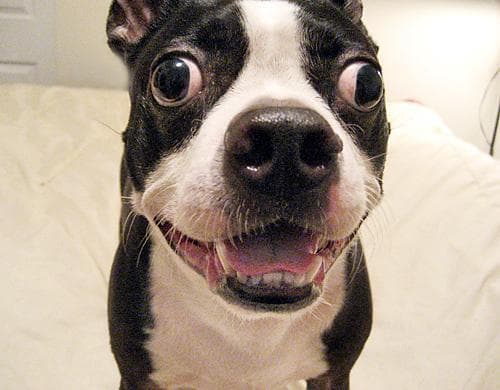bulldog