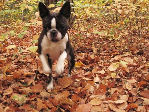 Boston Bulldog