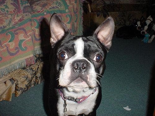 Boston Bulldog