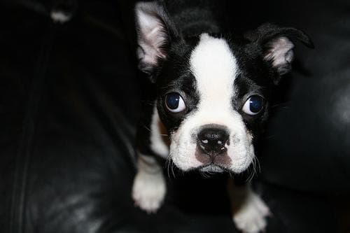 Boston Bulldog