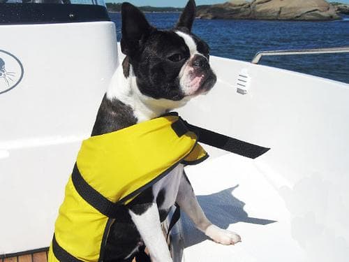 Boston Bulldog