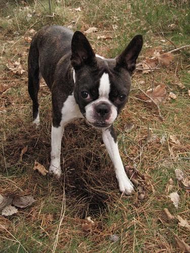 Boston Bulldog