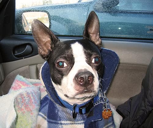 Boston Bulldog