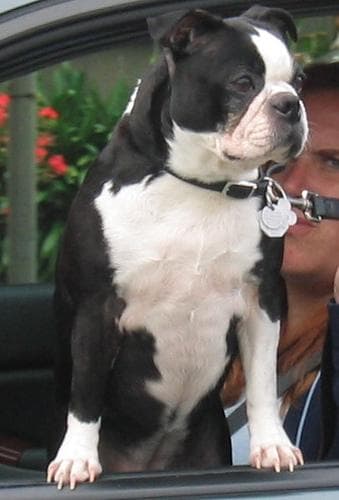 Boston Bulldog