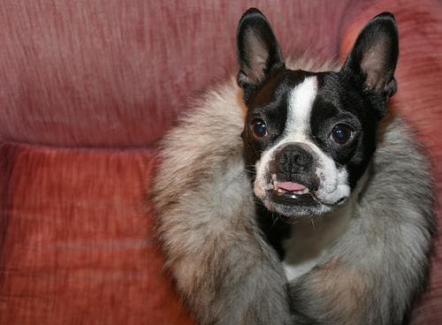 bulldog