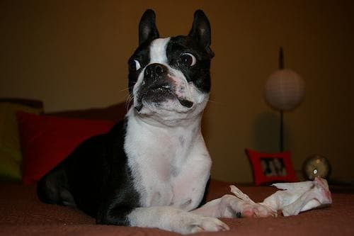 bulldog