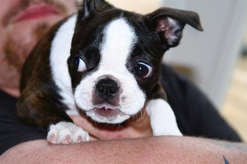 Boston Bulldog