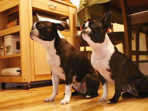 Boston Bulldog