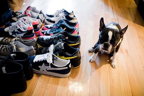 Boston Bulldog