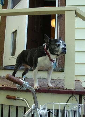 Boston Bulldog