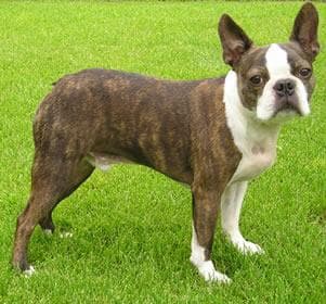 Boston Bulldog