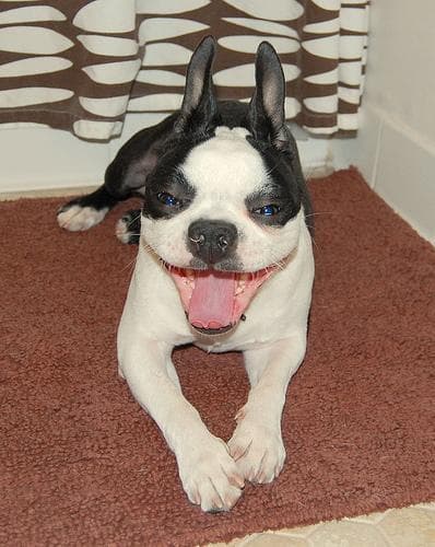 bulldog