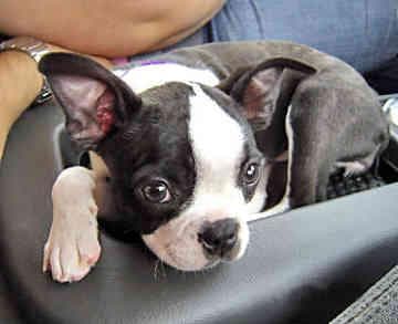 bulldog