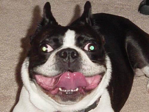 bulldog