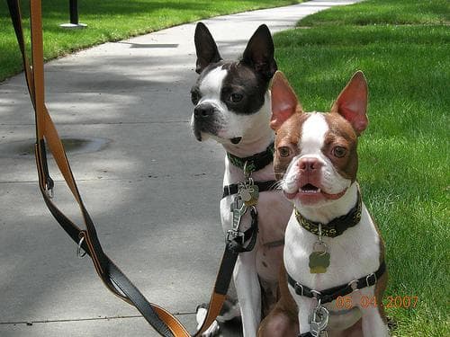 Boston Bulldog