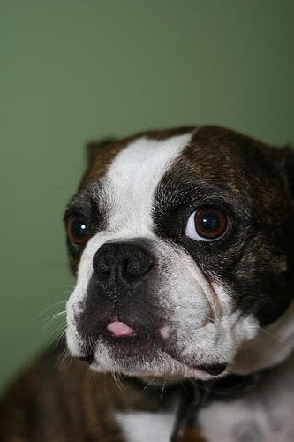 Boston Bulldog