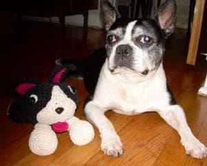Boston Bulldog