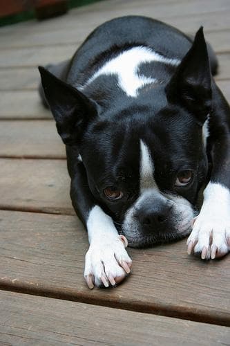 Boston Bulldog