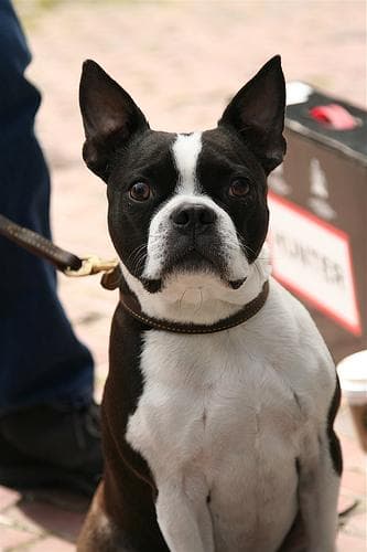 Boston Bulldog