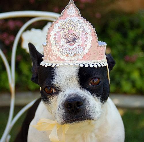 Boston Bulldog