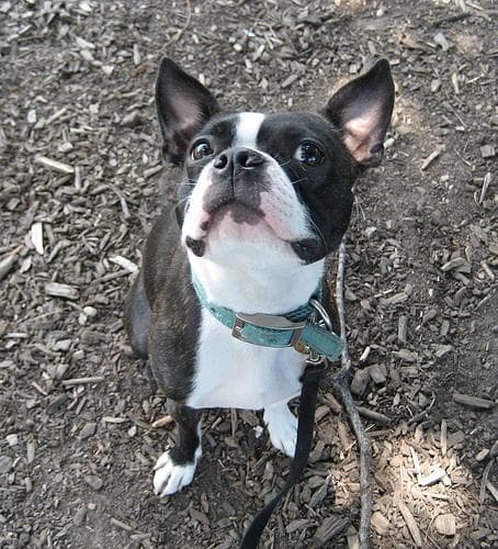 Boston Bulldog