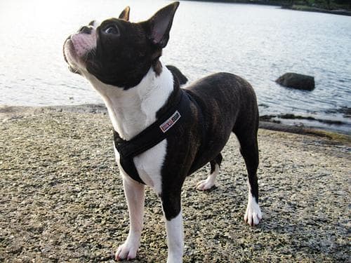 Boston Bulldog