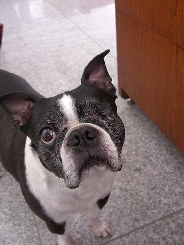 Boston Bulldog