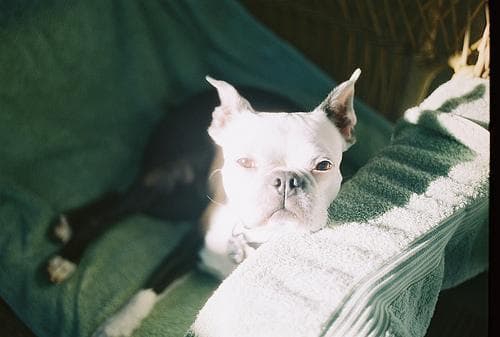 Boston Bulldog