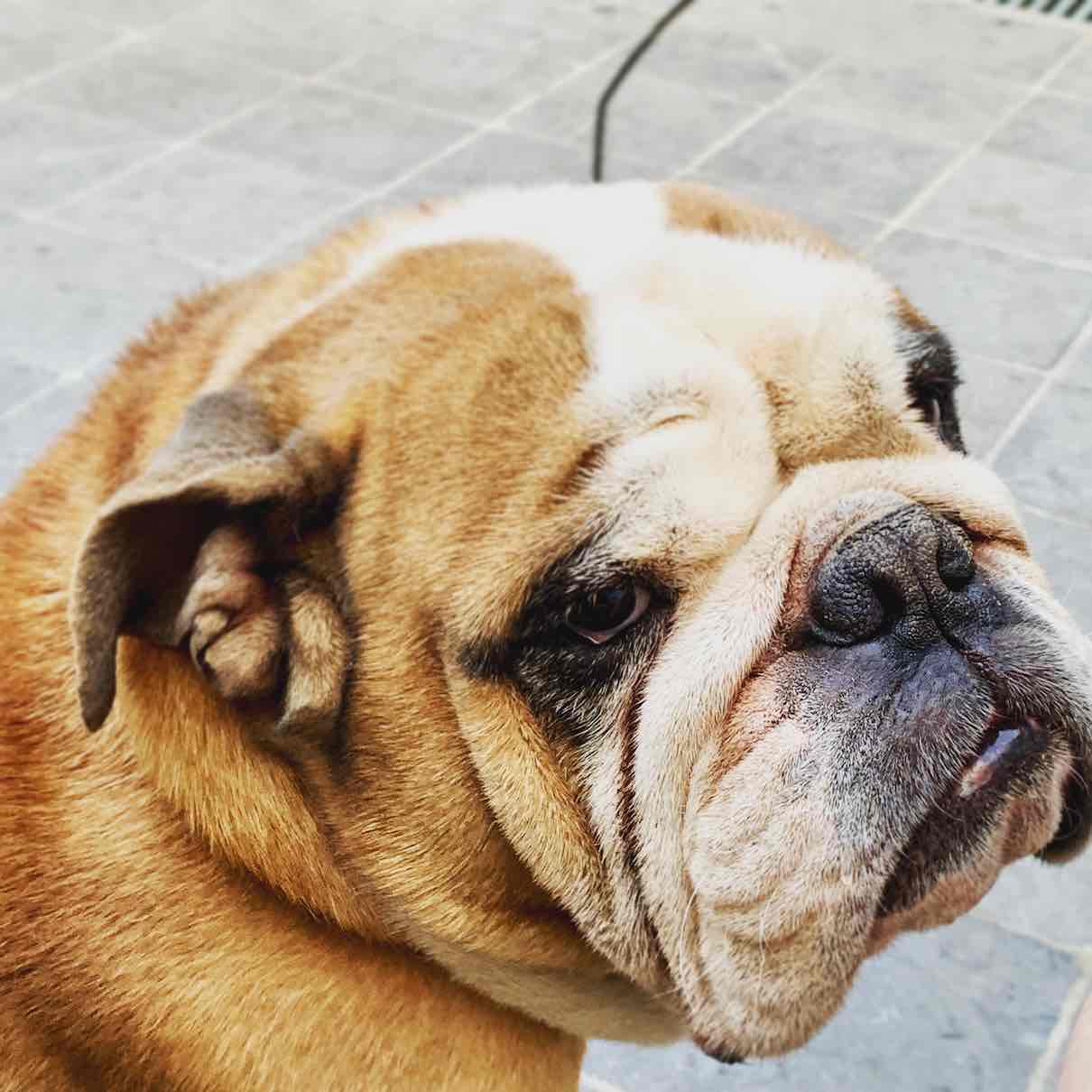 English Bulldog