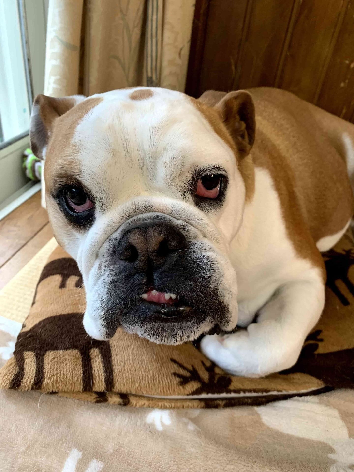 English Bulldog