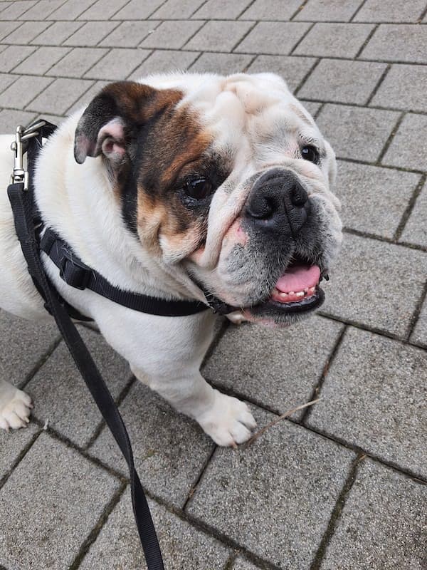 English Bulldog