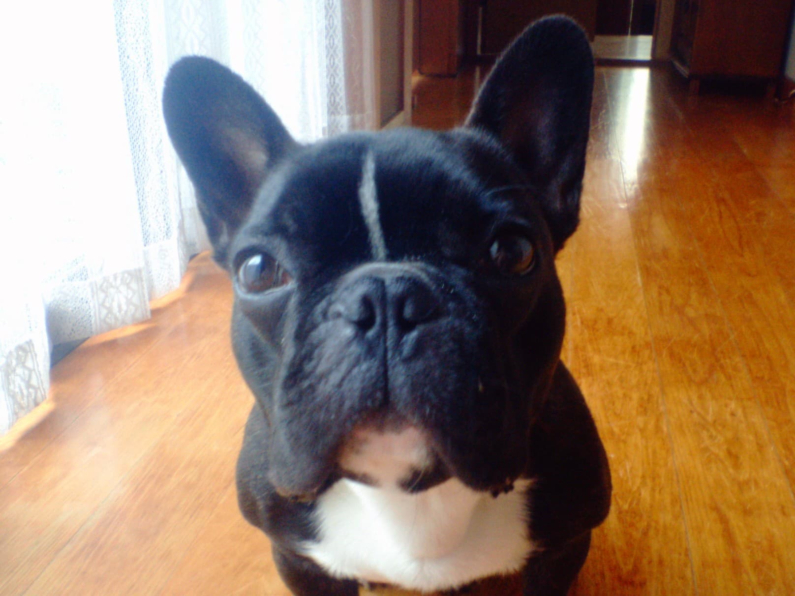 bulldog