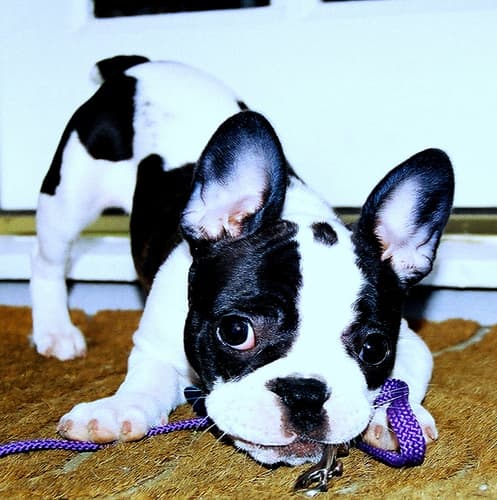 French Bulldog