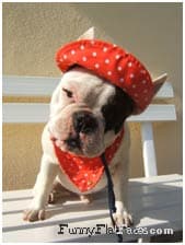 French Bulldog