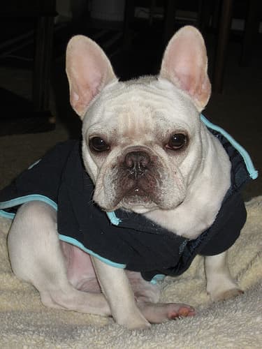 French Bulldog