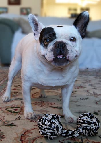 French Bulldog