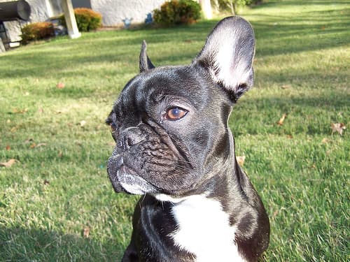 French Bulldog