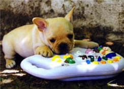 French Bulldog