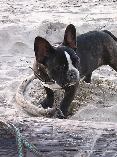 French Bulldog