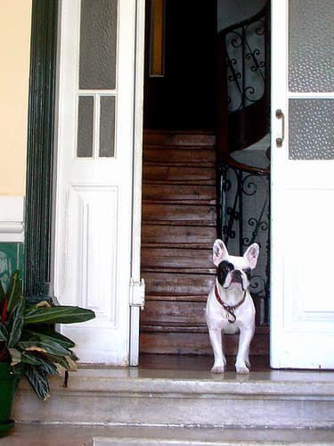 French Bulldog