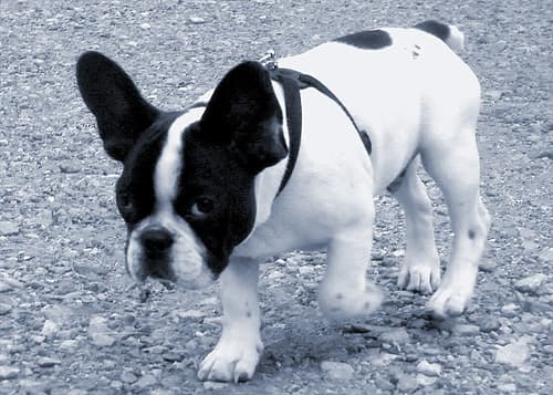 bulldog
