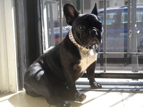 French Bulldog