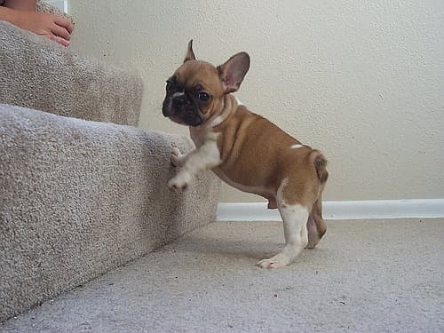 French Bulldog