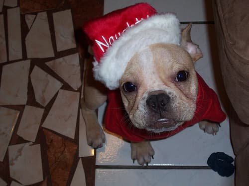 French Bulldog