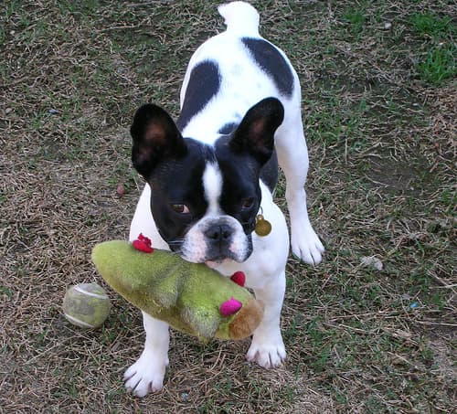 French Bulldog