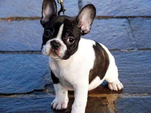 French Bulldog