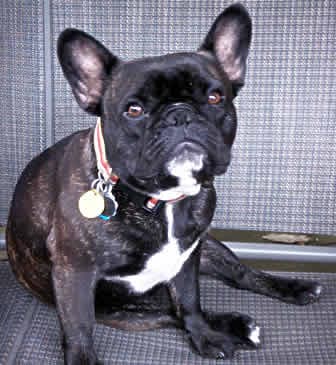 bulldog