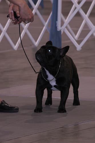 French Bulldog