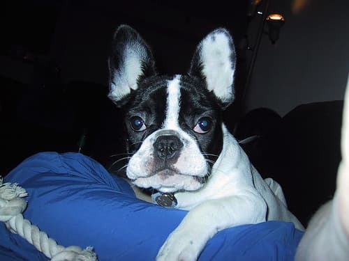 French Bulldog